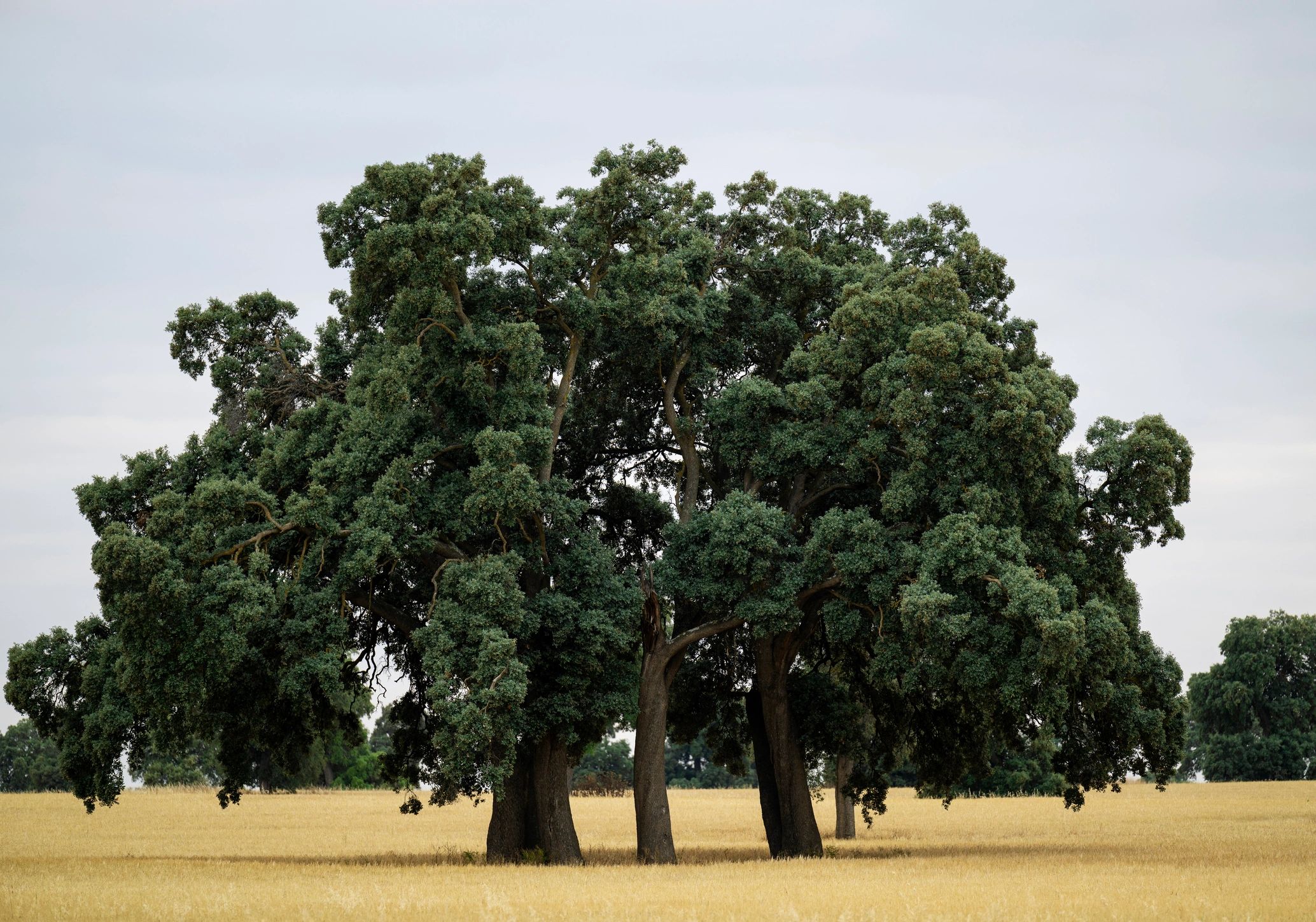 family tree heritage modern