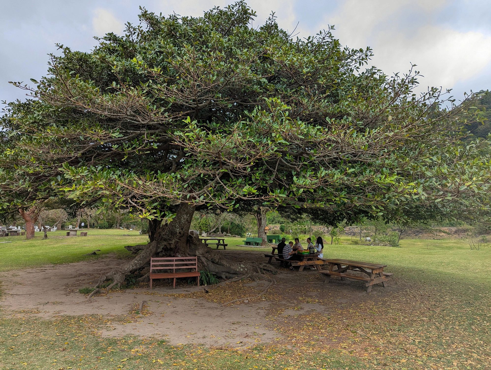 family tree heritage modern